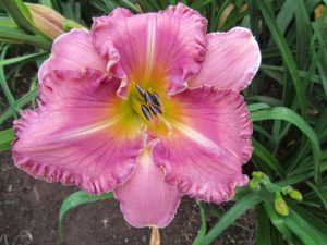 FTO x Jodi DeLong1 2